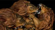 LION FIGHT 2.jpg