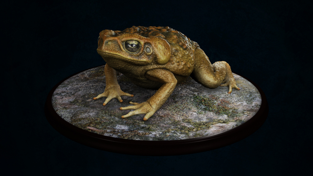 Toad01.jpg