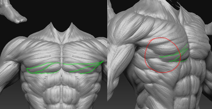 anatomy_base_edit.jpg