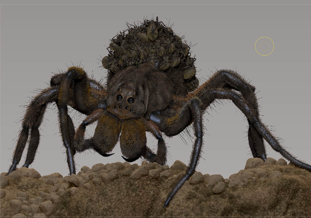 wolfSpider_screenGrab02.jpg