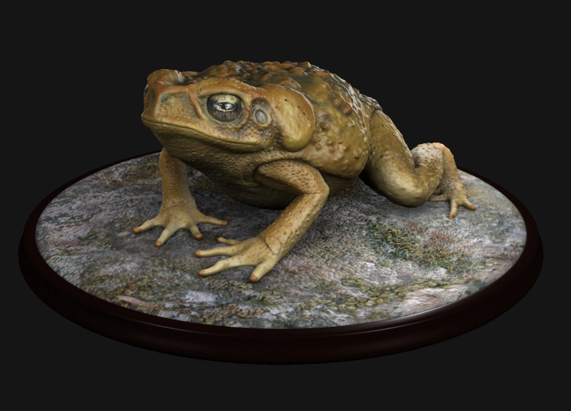 Toad_Test_Cavity_Off.jpg