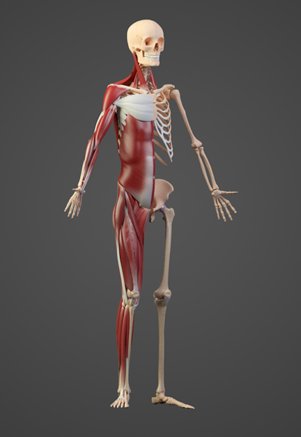 muscle.jpg