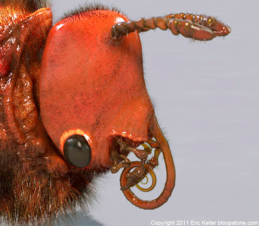 uglyBug_04.jpg