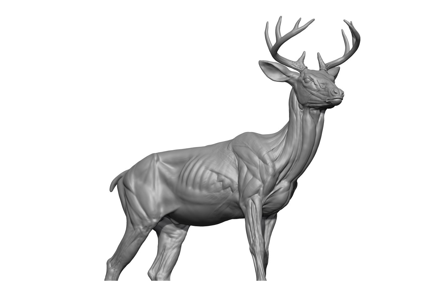 DEER_RENDER2.jpg