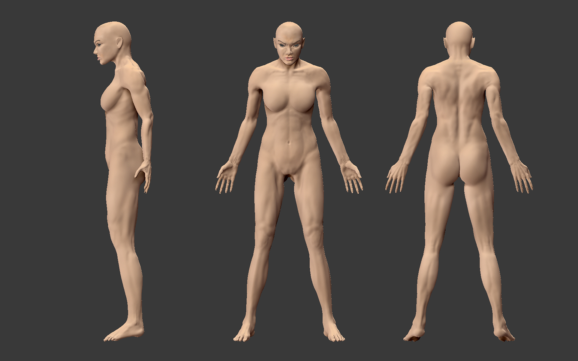 anatomy02.jpg