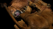 LION FIGHT 20.jpg