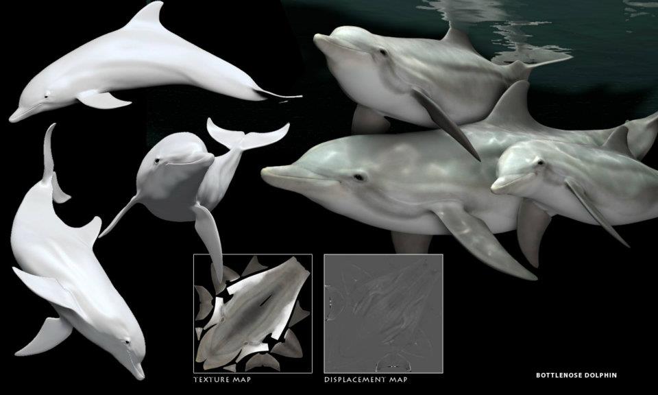 bottleNose.jpg