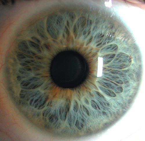 eyes011closeup3.jpg