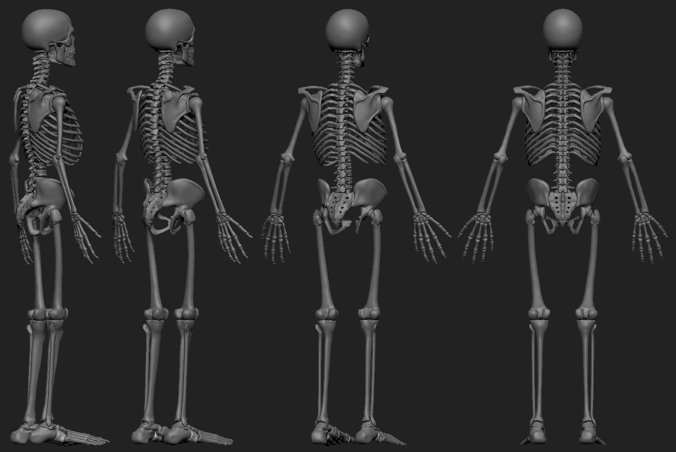 Skeleton_11_4.jpg