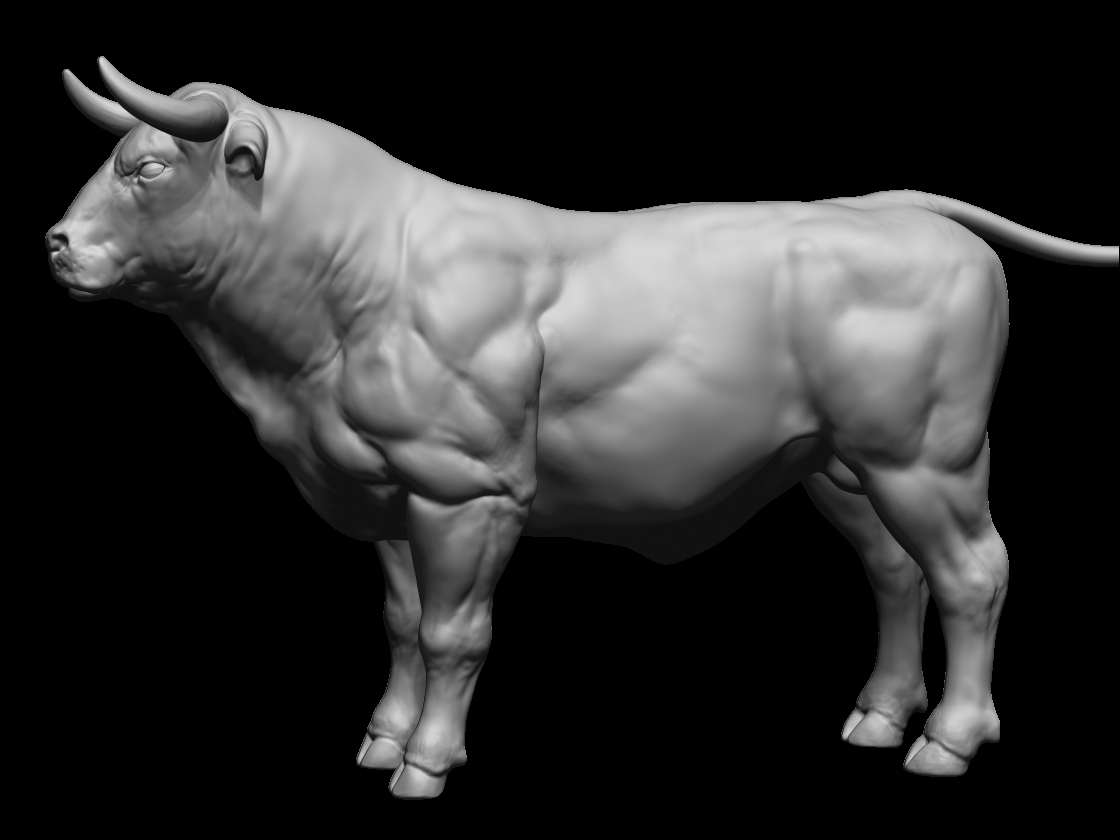 bull4.jpg