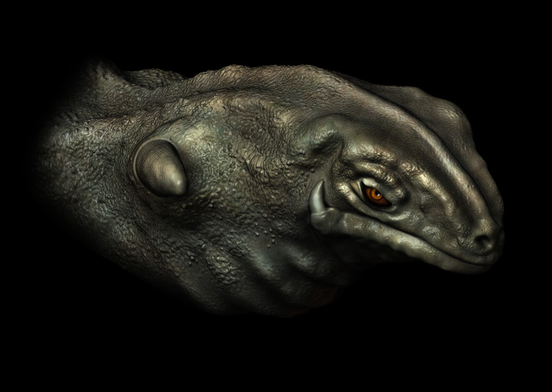 lizard_sm.jpg