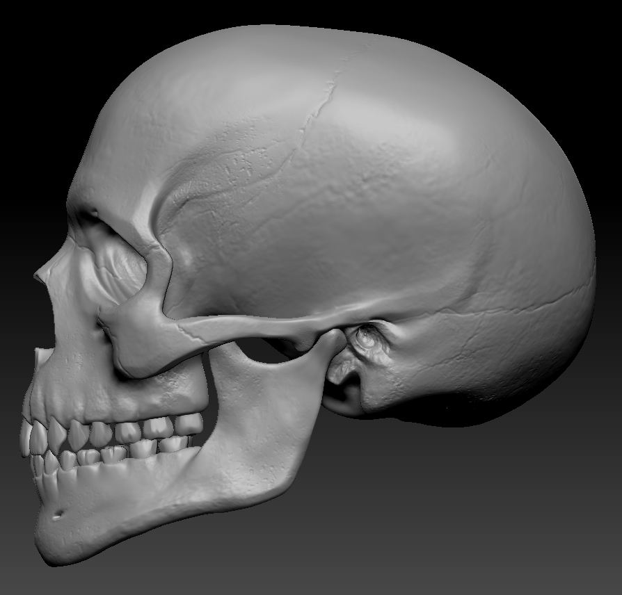 skull_V003.JPG