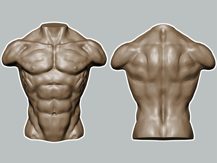 Torso_F_B.jpg