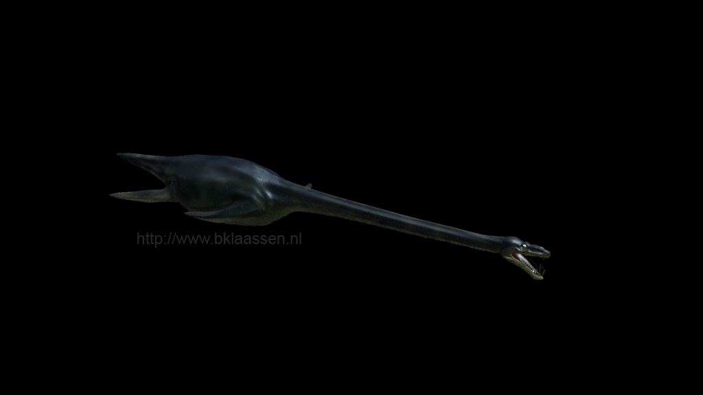 elasmo_back.jpg