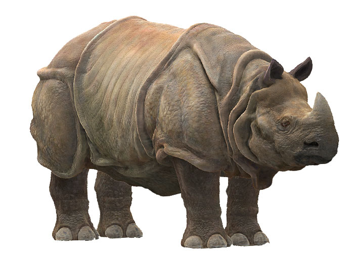 Rhino03.jpg