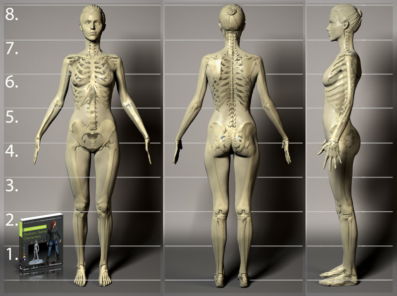 proportion-chart-8-head.jpg