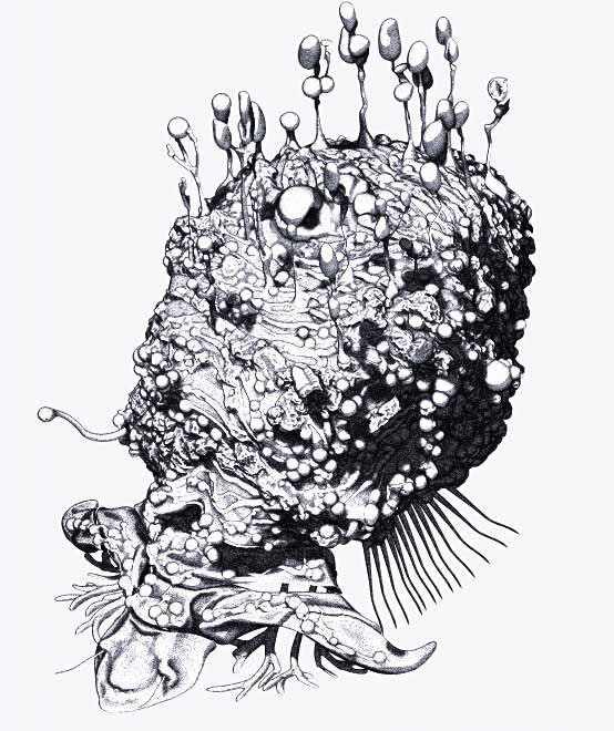 biggyIllus03.jpg