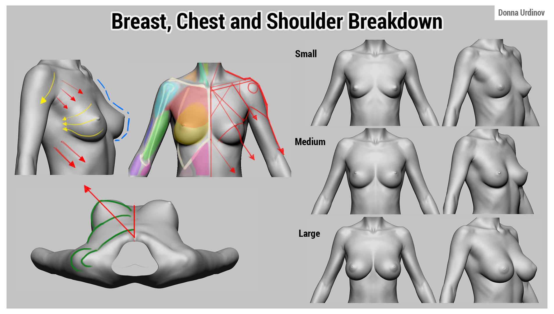 breastChestAandShoulderBreakdown_donnaUrdinov.jpg