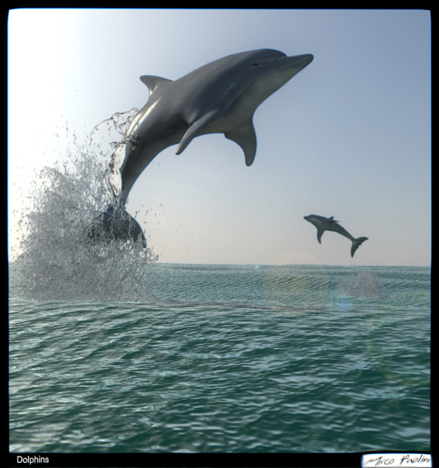Dolphins2.jpg