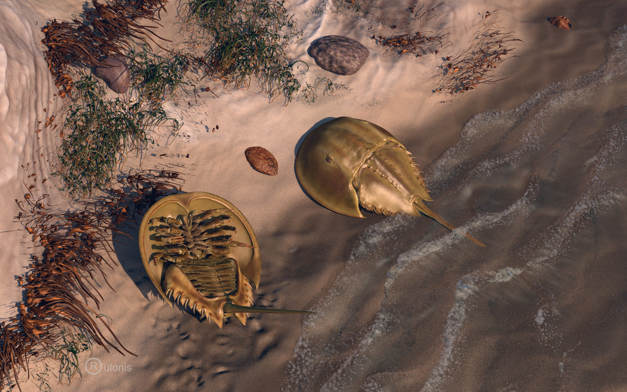 Limulus_coast.jpg