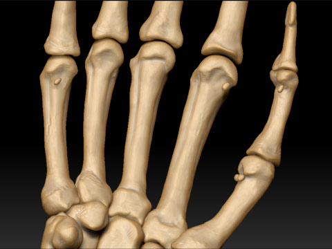 sesamoids.jpg