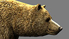 brown bear00.jpg