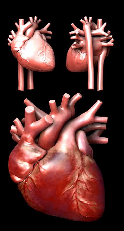 heart1.jpg
