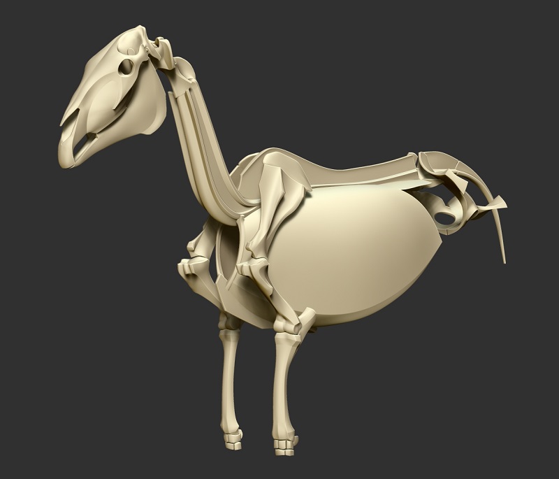 horse_skeleton07.jpg