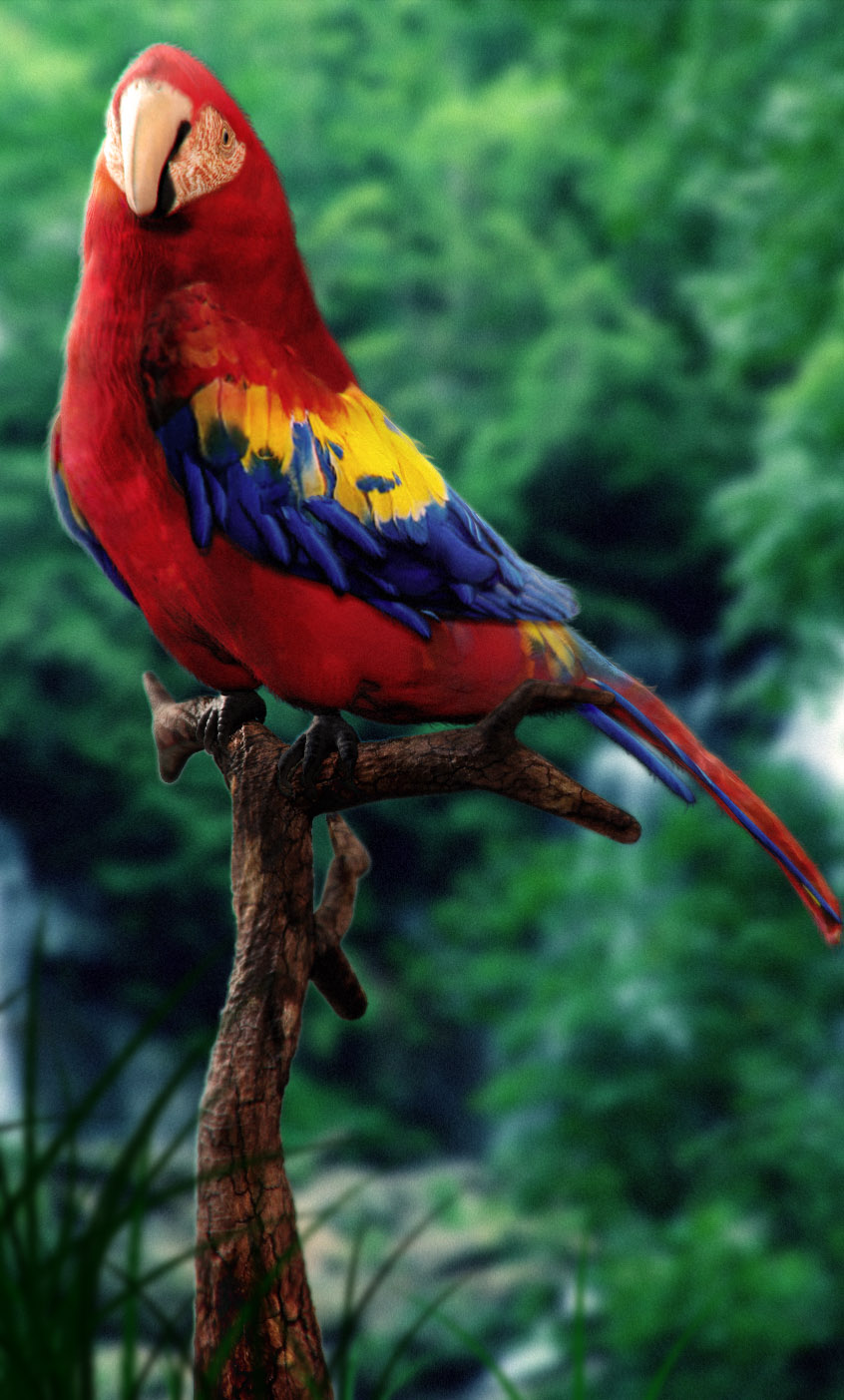 myparrotfinal2.jpg