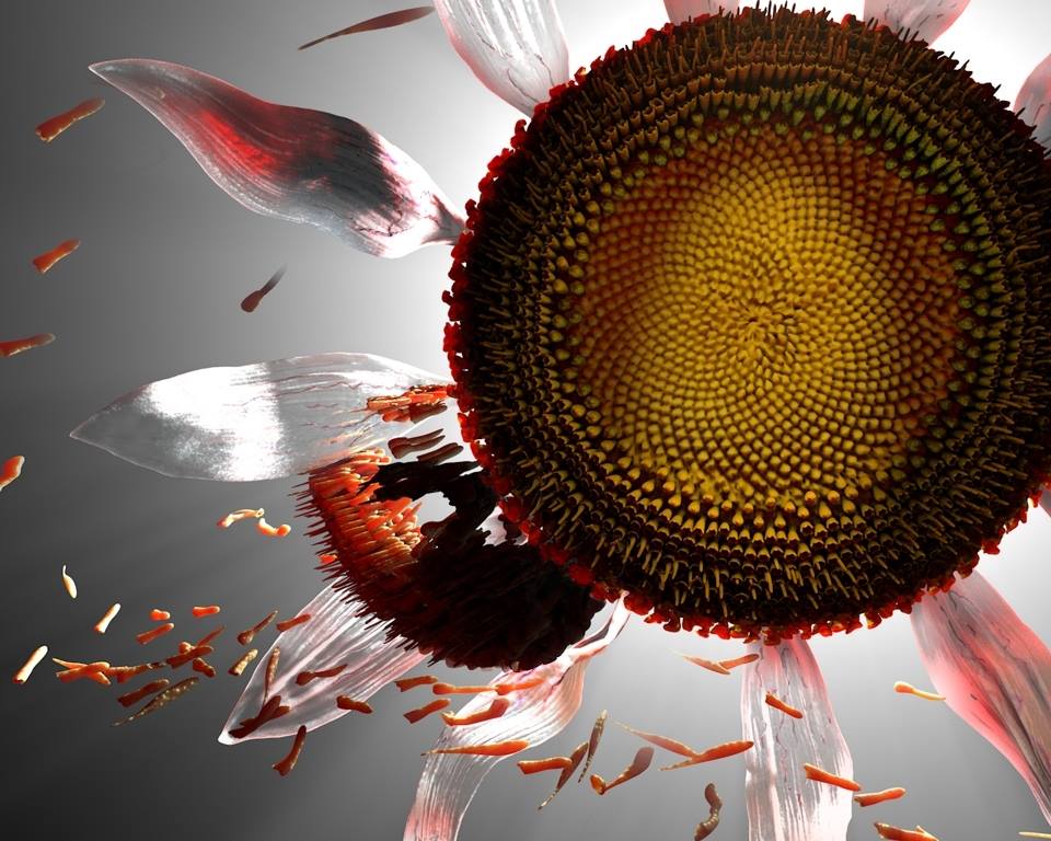 SunflowerSunset.jpg