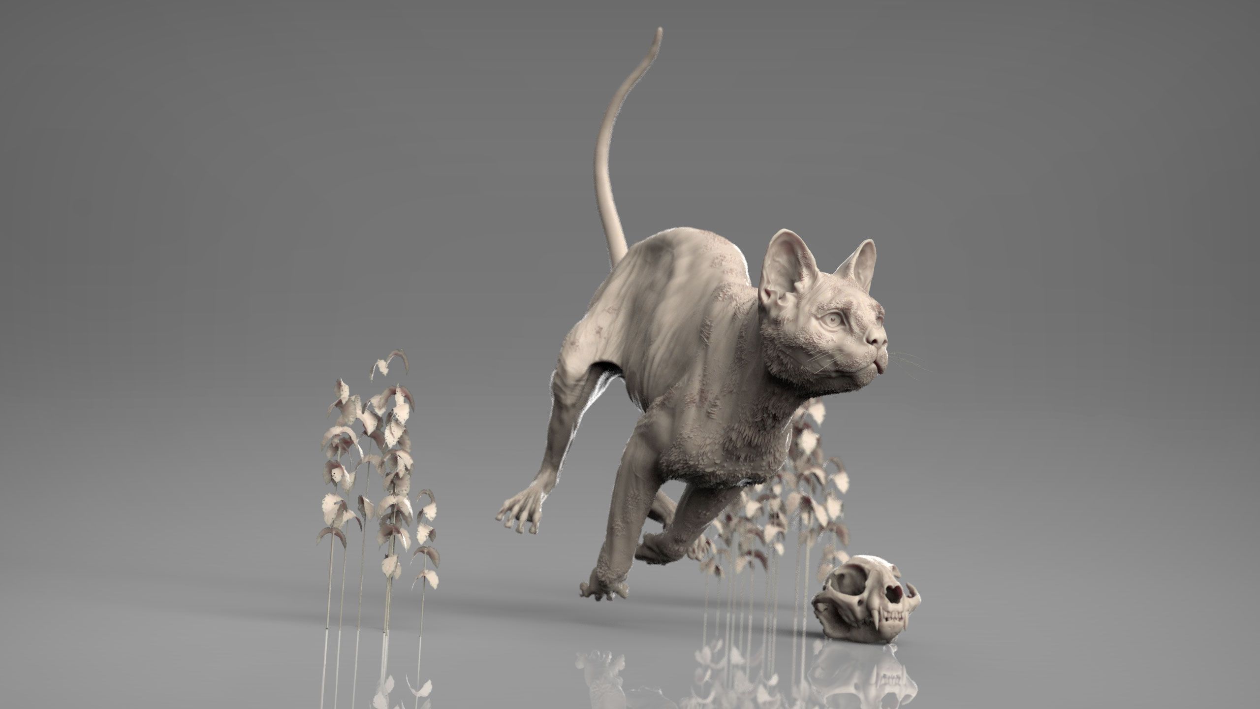 MarcusTrolldenier_SculptingAnatomy_week6_domestic_cat_02.jpg