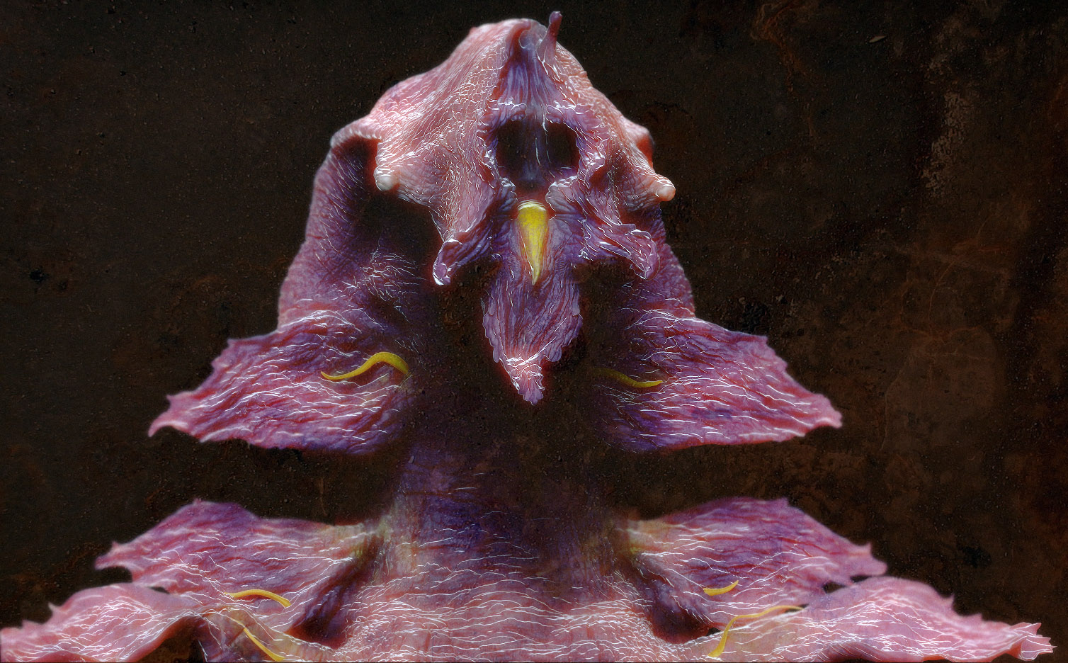 Iris.jpg