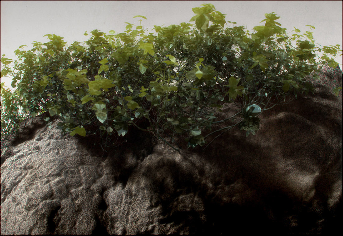 plants3.jpg