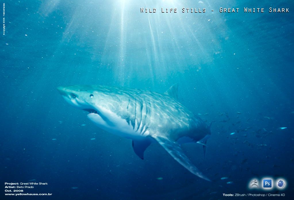 Shark_beto.jpg