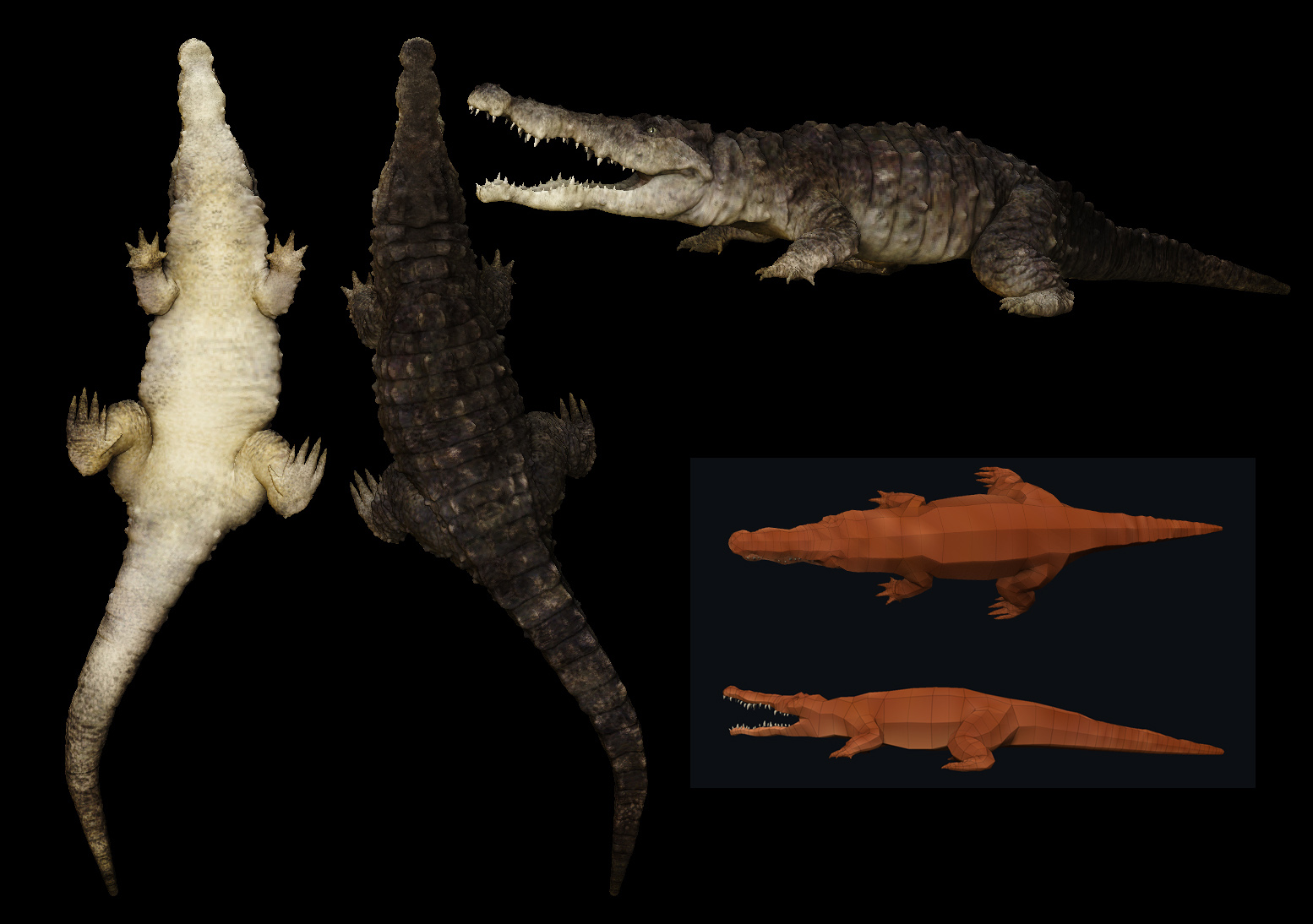 croc2.jpg