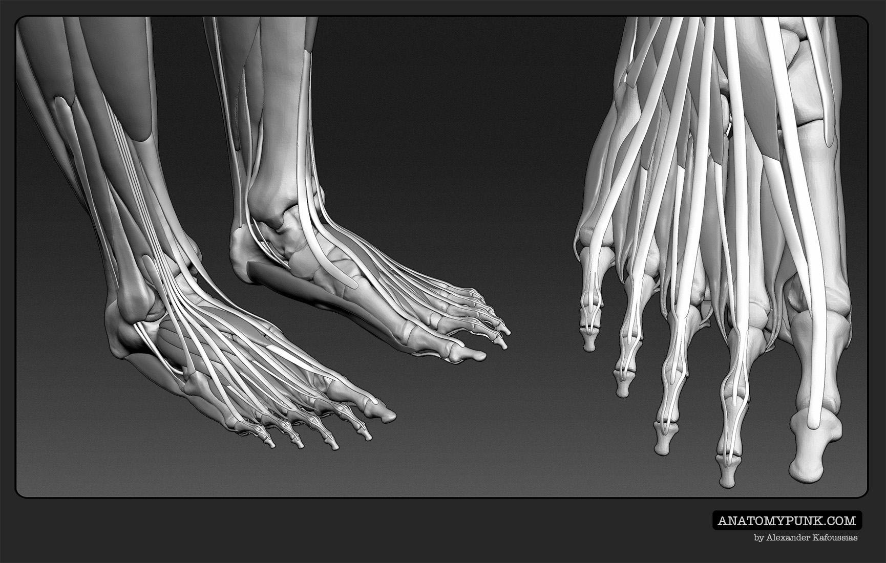 Muscles4_anatomypunk.jpeg