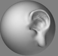 ear.JPG