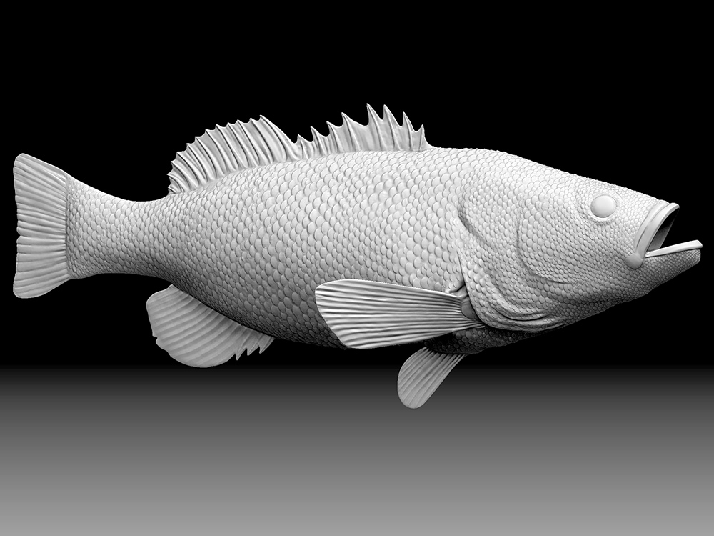 Bass_white2.jpg