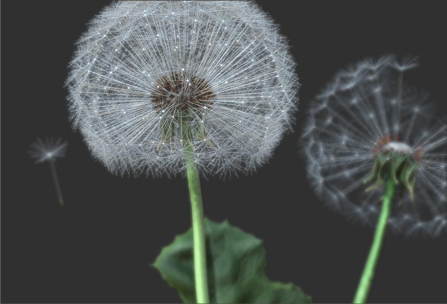 dandelion_clouseup.jpg