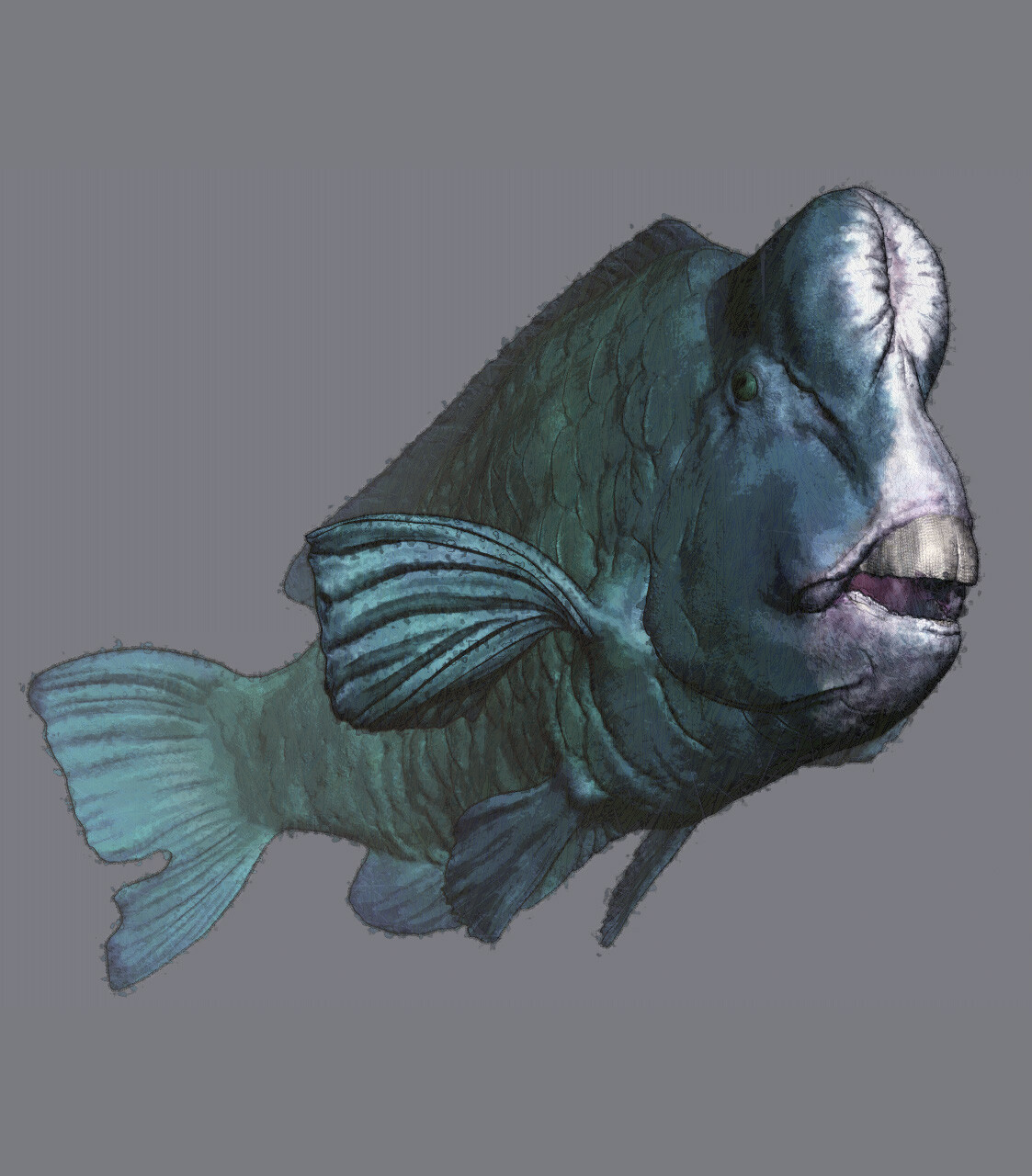 eric-keller-parrotfish-04
