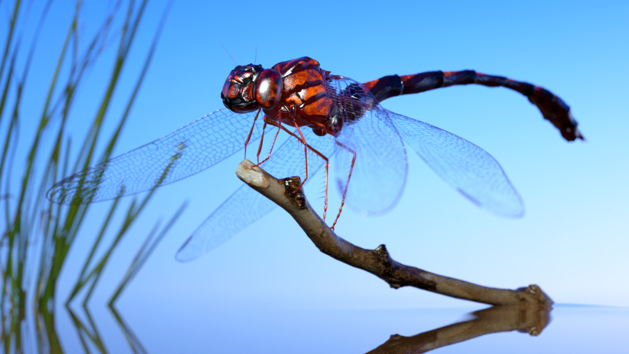 eric-keller-dragonfly-testrender-02.jpg