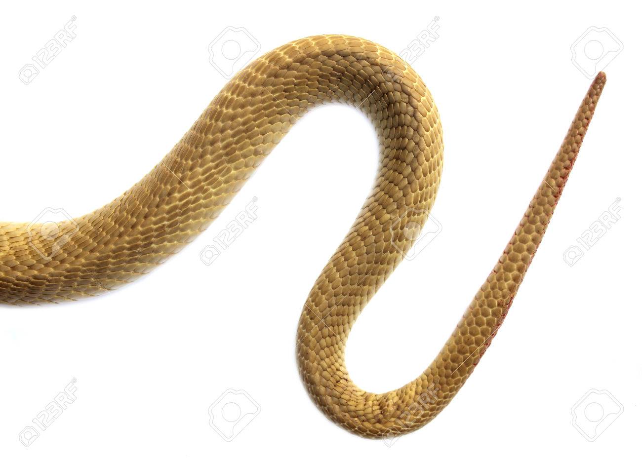 28416494-the-tail-of-a-snake.jpg