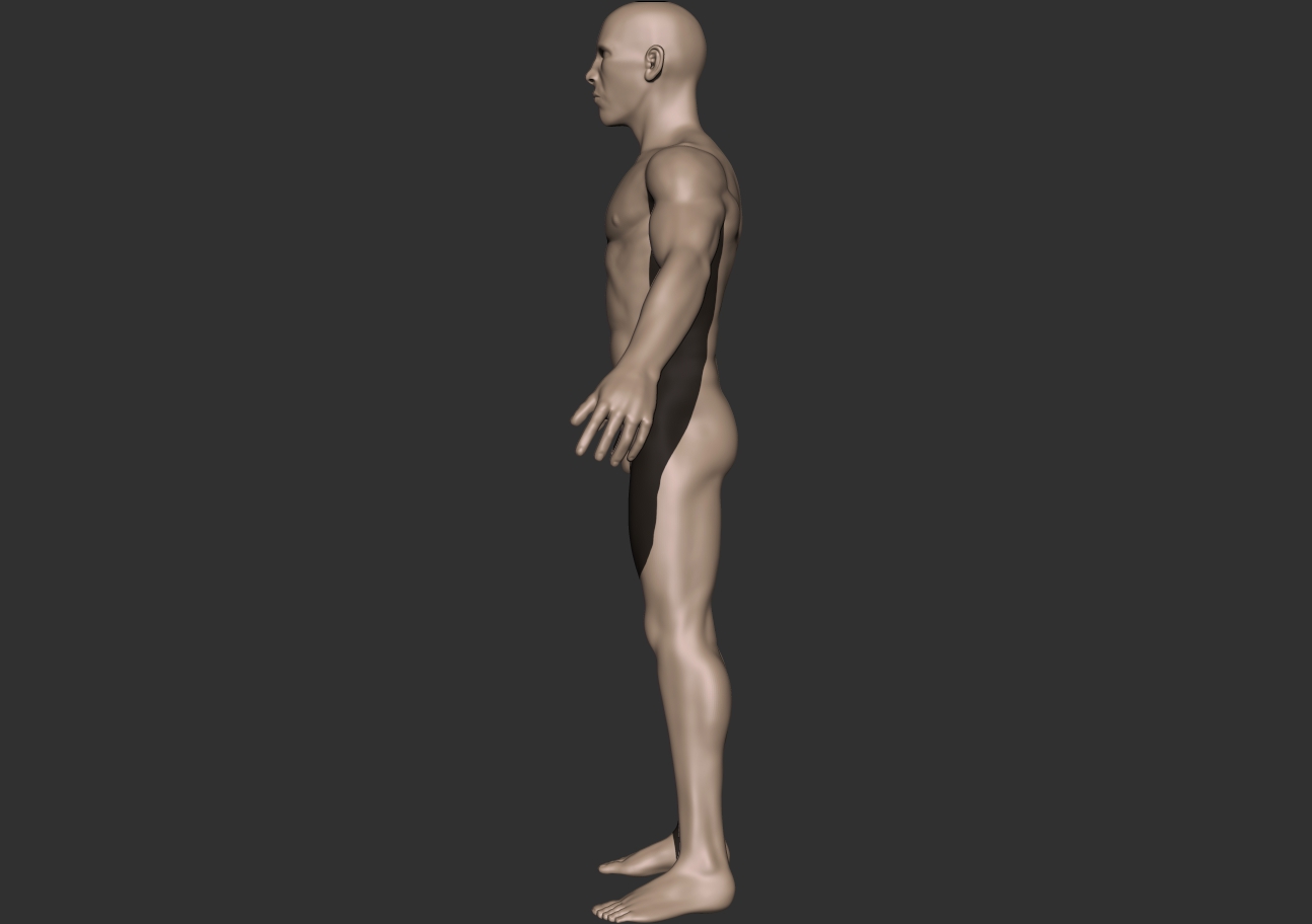 male anatomy_profile.jpg