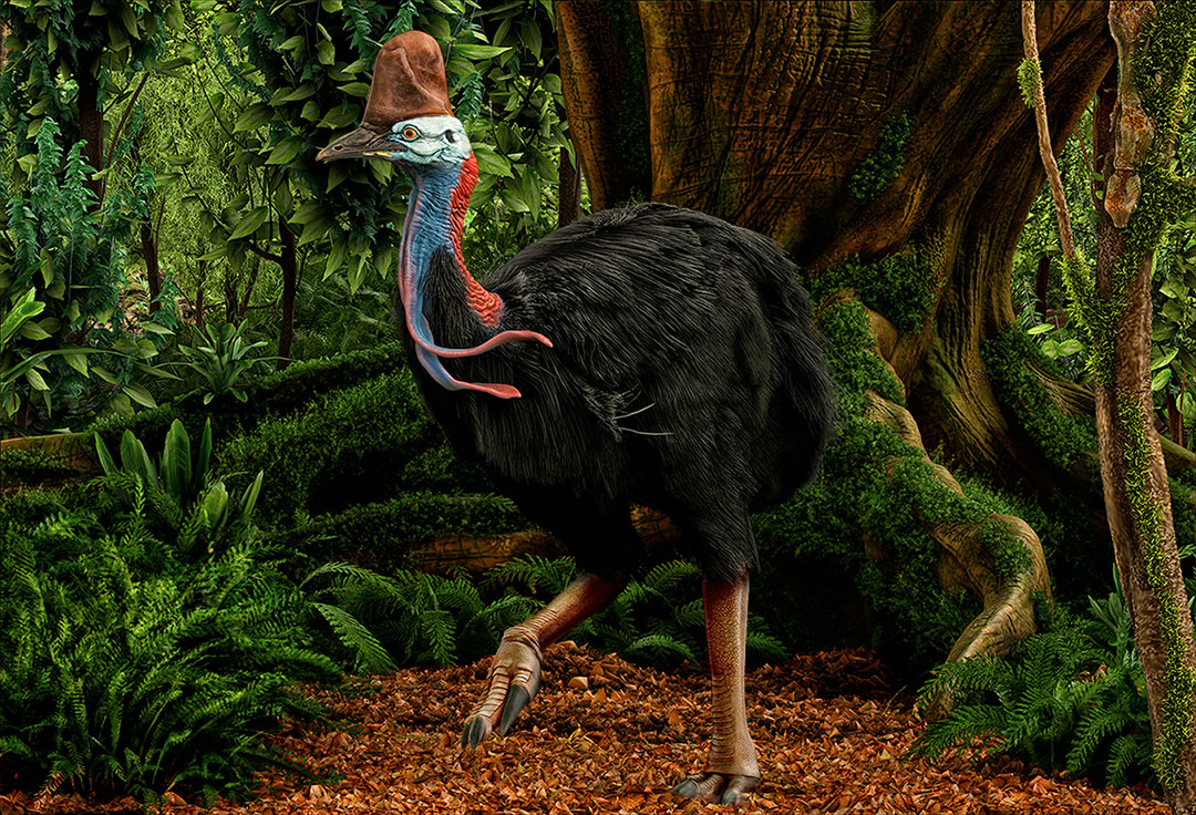 Derek_Pendleton_Cassowary.jpg