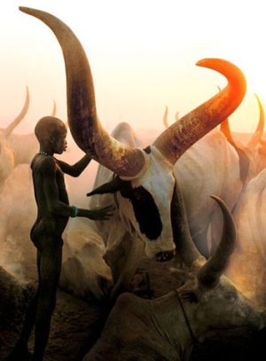 cow horn.jpg