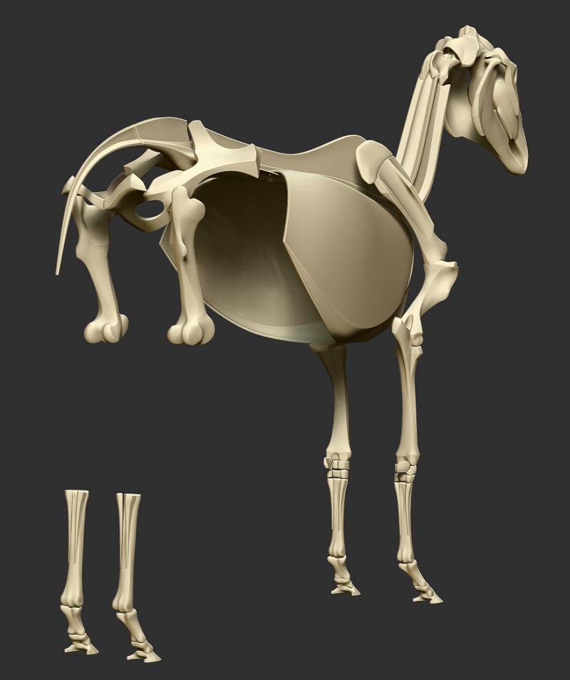 horse_skeleton09.jpg