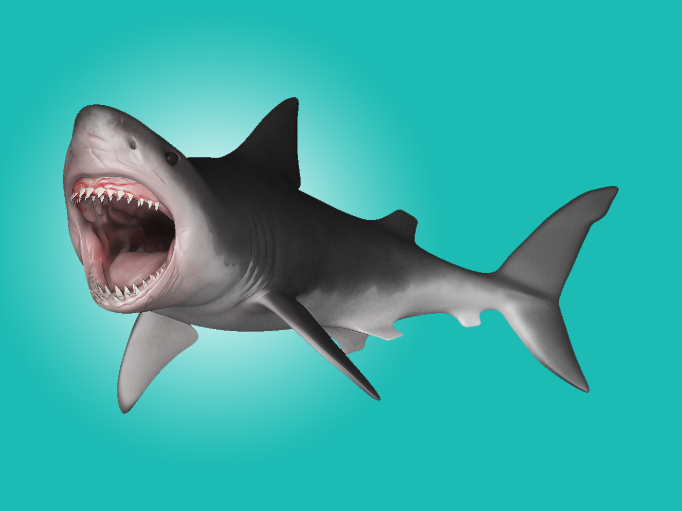 shark5.jpg