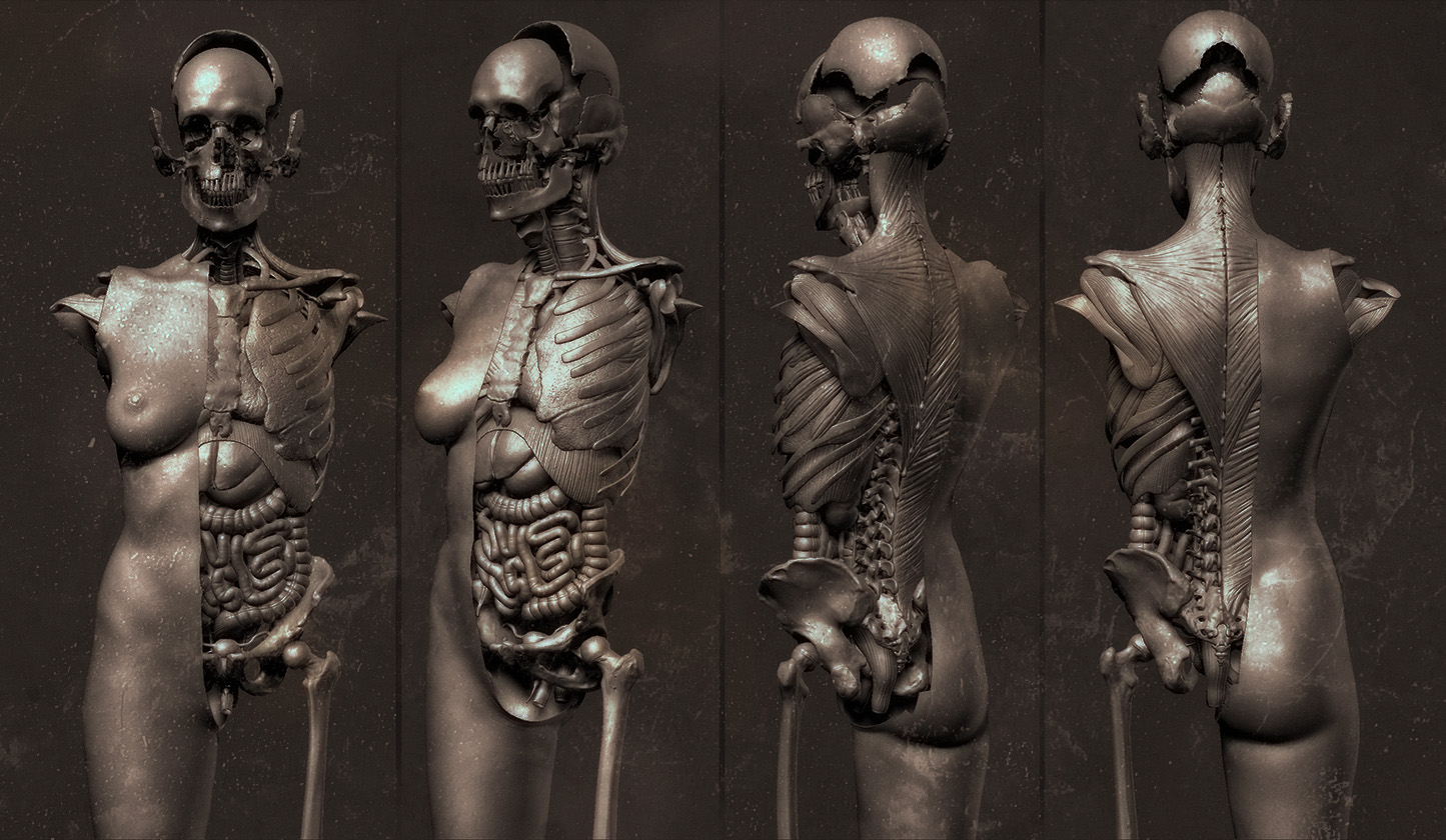 Female_anatomy_low.jpg