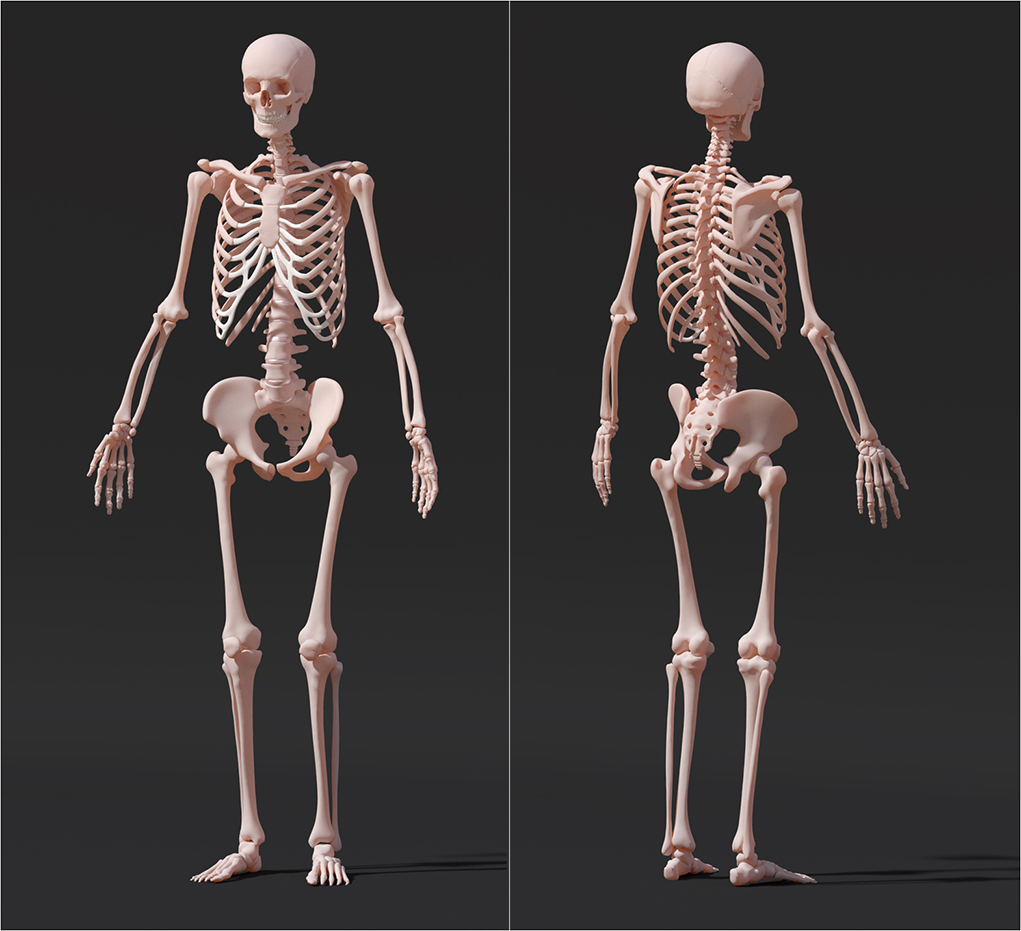 skeleton illustration.jpg