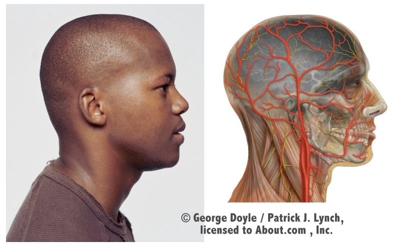 headanatomyprofile.jpg